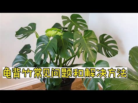 龜背芋壽命